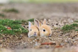 Baby Animal Prints: Feral domestic rabbit (Oryctolagus cuniculus) babies poking head out of nest