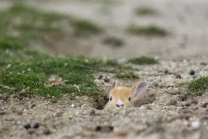 Bunny Island Prints: Feral domestic rabbit (Oryctolagus cuniculus) baby poking head out of burrow
