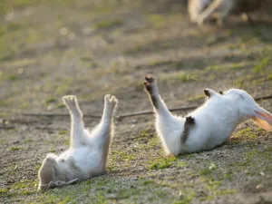 Feral domestic rabbit (Oryctolagus cuniculus) baby rabbits, fallen over during play fight
