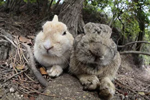 Bunny Island Prints: Feral domestic rabbit (Oryctolagus cuniculus) bonded pair resting, Okunojima Island