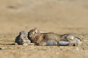 Bunny Island Prints: Feral domestic rabbit (Oryctolagus cuniculus) bonded pair sleeping, Okunojima Island