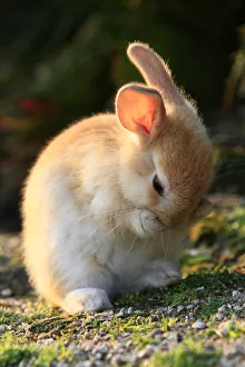 Feral domestic rabbit (Oryctolagus cuniculus) cleaning its face, Okunojima Island