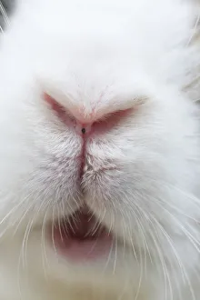 Bunny Island Prints: Feral domestic rabbit (Oryctolagus cuniculus) close up of nose and mouth, Okunojima Island