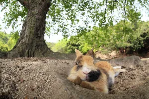 Bunny Island Prints: Feral domestic rabbit (Oryctolagus cuniculus) covered in dirt resting, Okunojima Island