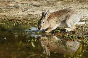 Feral domestic rabbit (Oryctolagus cuniculus) drinking water, Okunojima Island, also