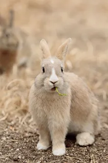 Bunny Island Prints: Feral domestic rabbit (Oryctolagus cuniculus) eating a leaf, Okunojima Island, also