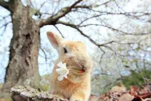 Bunny Island Prints: Feral domestic rabbit (Oryctolagus cuniculus) feeding on cherry blossom
