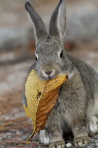 Bunny Island Prints: Feral domestic rabbit (Oryctolagus cuniculus) feeding on dead leaves, Okunojima Island