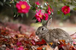 Bunny Island Prints: Feral domestic rabbit (Oryctolagus cuniculus) feeding on flowers, Okunojima Island