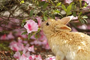 Bunny Island Prints: Feral domestic rabbit (Oryctolagus cuniculus) feeding on Rhododendron (Rhododendron