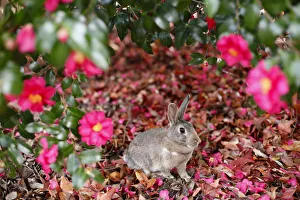 Bunny Island Prints: Feral domestic rabbit (Oryctolagus cuniculus) female among flowers, Okunojima Island