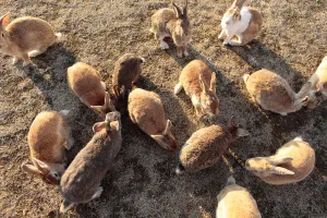 Bunny Island Prints: Feral domestic rabbit (Oryctolagus cuniculus) group gathering to be fed, Okunojima Island