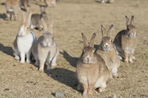 Bunny Island Prints: Feral domestic rabbit (Oryctolagus cuniculus) group looking at camera, Okunojima Island