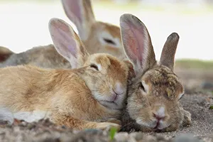 Bunny Island Prints: Feral domestic rabbit (Oryctolagus cuniculus) group resting, Okunojima Island, also