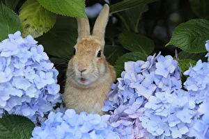 Bunny Island Prints: Feral domestic rabbit (Oryctolagus cuniculus) in hydrangea bush, Okunojima Island