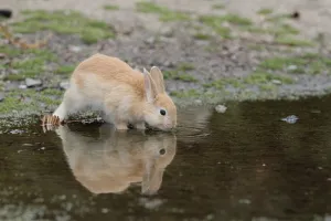Bunny Island Prints: Feral domestic rabbit (Oryctolagus cuniculus) juvenile drinking water, Okunojima Island