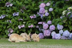 Bunny Island Prints: Feral domestic rabbit (Oryctolagus cuniculus) juveniles playing by a hydrangea