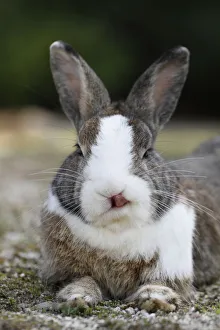 Bunny Island Prints: Feral domestic rabbit (Oryctolagus cuniculus) licking nose, Okunojima Island, also