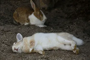 Feral domestic rabbit (Oryctolagus cuniculus) lying on its side whilst sleeping, Okunojima Island