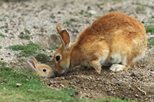 Bunny Island Prints: Feral domestic rabbit (Oryctolagus cuniculus) mother greeting baby sticking head out of burrow