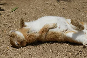 Feral domestic rabbit (Oryctolagus cuniculus) napping on back
