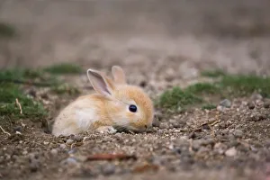 Bunny Island Prints: Feral domestic rabbit (Oryctolagus cuniculus) Okunojima Island