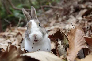 Bunny Island Prints: Feral domestic rabbit (Oryctolagus cuniculus) portrait in dried leaves, Okunojima Island
