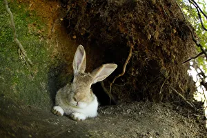 Bunny Island Prints: Feral domestic rabbit (Oryctolagus cuniculus) resting by burrow, Okunojima Island