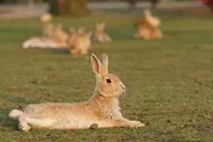 Bunny Island Prints: Feral domestic rabbit (Oryctolagus cuniculus) resting on ground, Okunojima Island