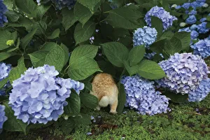 Bunny Island Prints: Feral domestic rabbit (Oryctolagus cuniculus) running under hydrangea bush