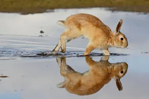 Bunny Island Prints: Feral domestic rabbit (Oryctolagus cuniculus) running in puddle and reflected