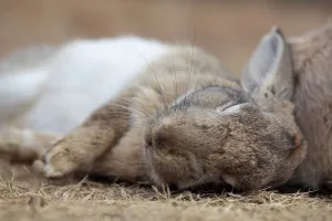 Bunny Island Prints: Feral domestic rabbit (Oryctolagus cuniculus) sleeping, Okunojima Island, also known