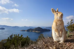Feral domestic rabbit (Oryctolagus cuniculus) standing on hind legs on coast, Okunojima Island