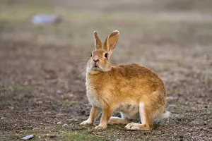 Bunny Island Prints: Feral domestic rabbit (Oryctolagus cuniculus) standing up, Okunojima Island, also