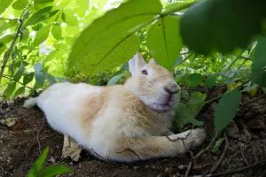Bunny Island Prints: Feral domestic rabbit (Oryctolagus cuniculus) stretched out and sleeping, Okunojima Island