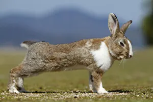 Feral domestic rabbit (Oryctolagus cuniculus) stretching, Okunojima Island, also