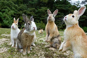 Bunny Island Collection: Feral domestic rabbits (Oryctolagus cuniculus) sitting up alert, Okunojima Island