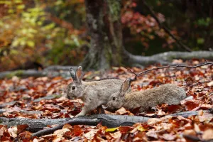 Bunny Island Collection: Feral domestic rabbits (Oryctolagus cuniculus) walking among fallen autumn leaves