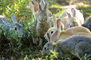 Bunny Island Prints: Feral domestic rabbits (Oryctolagus cuniculus) group feeding, Okunojima Island, also