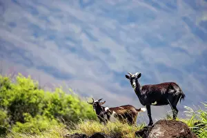Feral Mammal Prints: Feral goats (Capra hircus) standing on boulders in lava field
