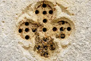 Apis Mellifica Prints: Feral Honey bees (Apis mellifera) nesting in pierced stone in wall of 15th century church