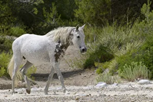 Feral Mammal Prints: Feral horse (Equus caballus) walking on a remote sandy beach