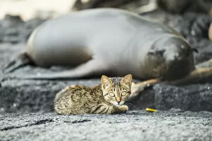 Feral kitten with sleeping Galapagos sea lion (Zalophus wollebaeki) Puerto Fragata