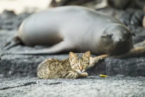 Isabela Island Prints: Feral kitten with sleeping Galapagos sea lion (Zalophus wollebaeki) Puerto Fragata