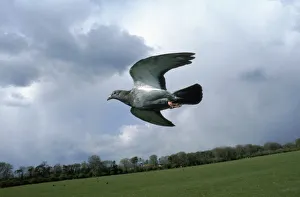 Images Dated 2003 June: 