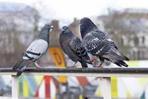 Pigeon Prints: Feral pigeons (Columba livia) perched on a metal railing