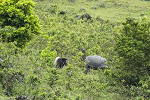 Isabela Island Prints: Feral pigs (Sus scrofa) foraging, Cerro Azul, Isabela Island, Galapagos