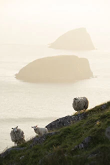 Feral sheep with Galtachan islands behind, Shiant Isles, Outer Hebrides, Scotland, UK