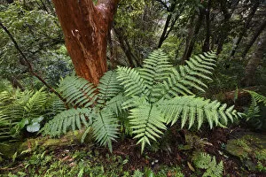 Fern forest in the Yushan National Park, Taiwan