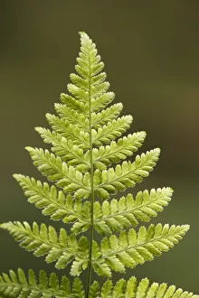 Polypodiopsida Prints: Fern frond, Dlouhy Dul, Ceske Svycarsko / Bohemian Switzerland National Park